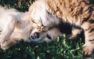 Les 5 Principes Essentiels de l’Éducation Canine
